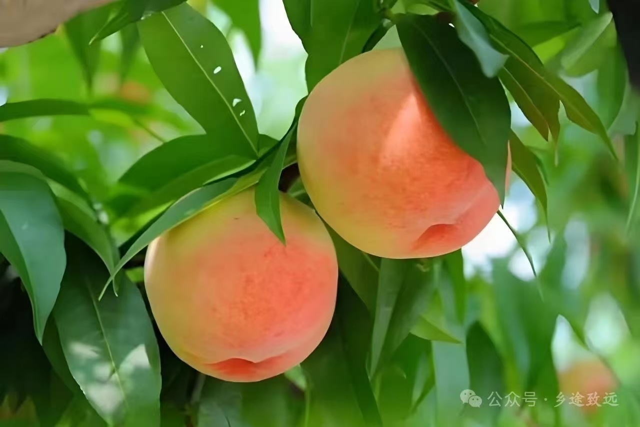 特色果品采摘方案